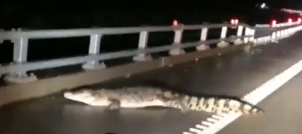 تمساح على طريق فى استراليا بعد موجة الفيضانات