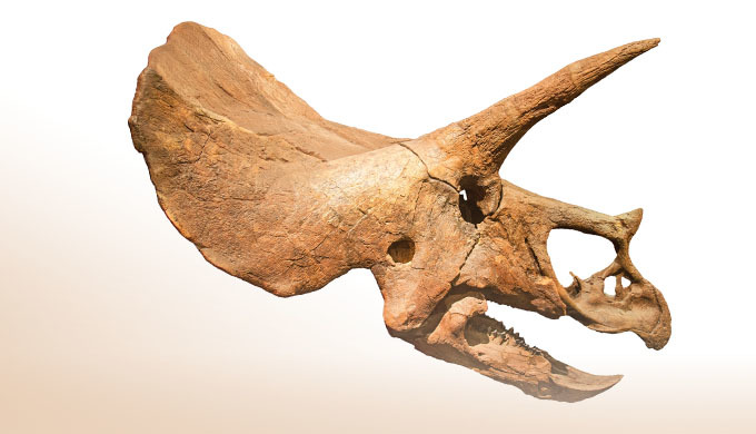 جزء من الديناصور قبل الانقراض