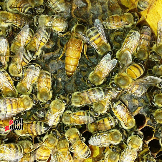غذاء ملكات النحل (العسل الملكي)، أبرز المعلومات حوله