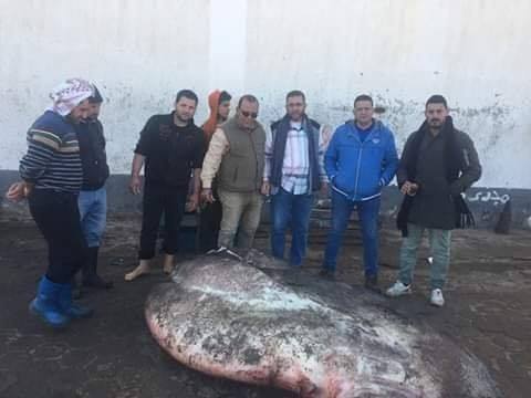 سمكة الشمس المحيطية (4)