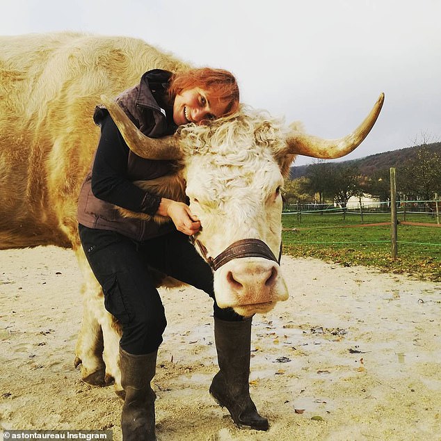 ثور فرنساوى رشيق ينافس حصان فى قفز الحواجز (3)