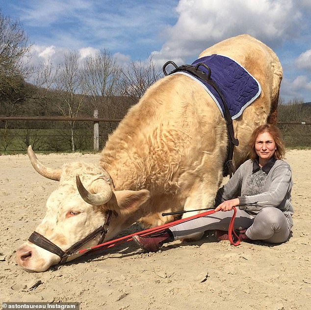 ثور فرنساوى رشيق ينافس حصان فى قفز الحواجز (4)