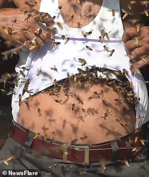 الشاب الهندى يضع النحل على أجزاء من جسده