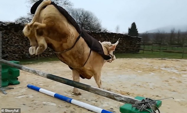 ثور فرنساوى رشيق ينافس حصان فى قفز الحواجز (2)
