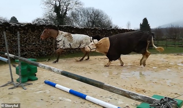 ثور فرنساوى رشيق ينافس حصان فى قفز الحواجز (1)