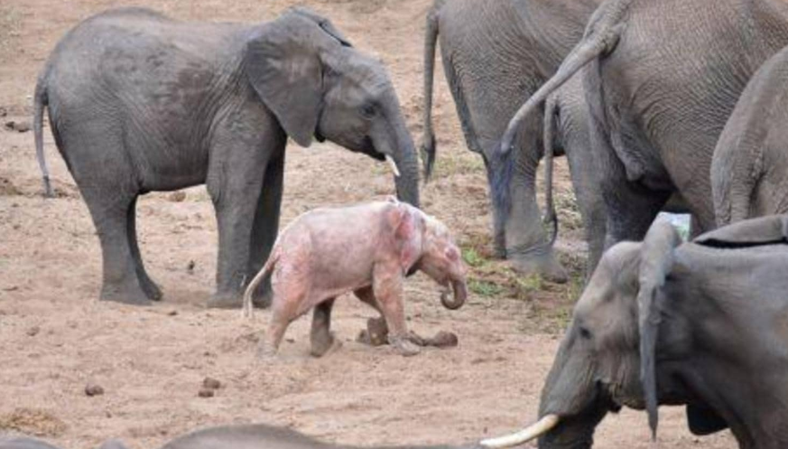 الفيل الوردى ظهر قبل 3 أعوام فى جنوب افريقيا