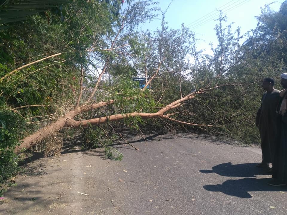 إزالة شجرة سقطت بالطريق السريع وتسيير حركة مرور السيارات بالأقصر (1)