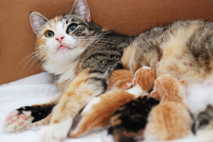 مرحلة الرضاعة عند القطط