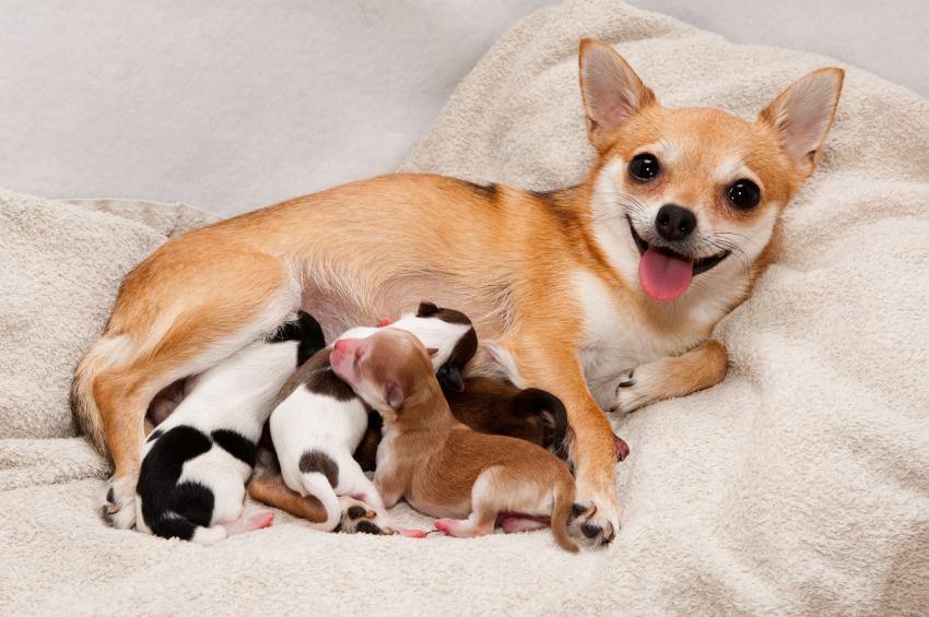 مرحلة الرضاعة عند الكلاب