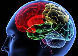 اعرف جسمك اين يقع المخ داخل الجمجمة وكيف يتحكم فى الجسم اليوم