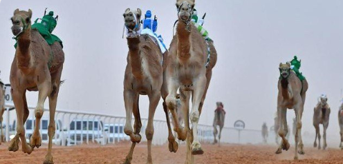 مهرجان الملك عبد العزيز للأبل