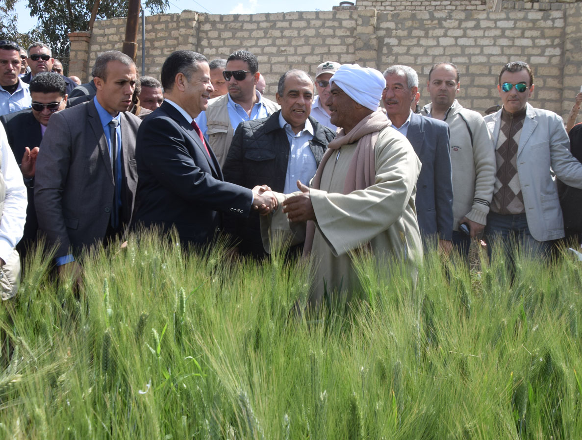 وزير الزراعة ومحافظ بنى سويف أثناء تفقدهم حقول القمح الإرشادية (1)
