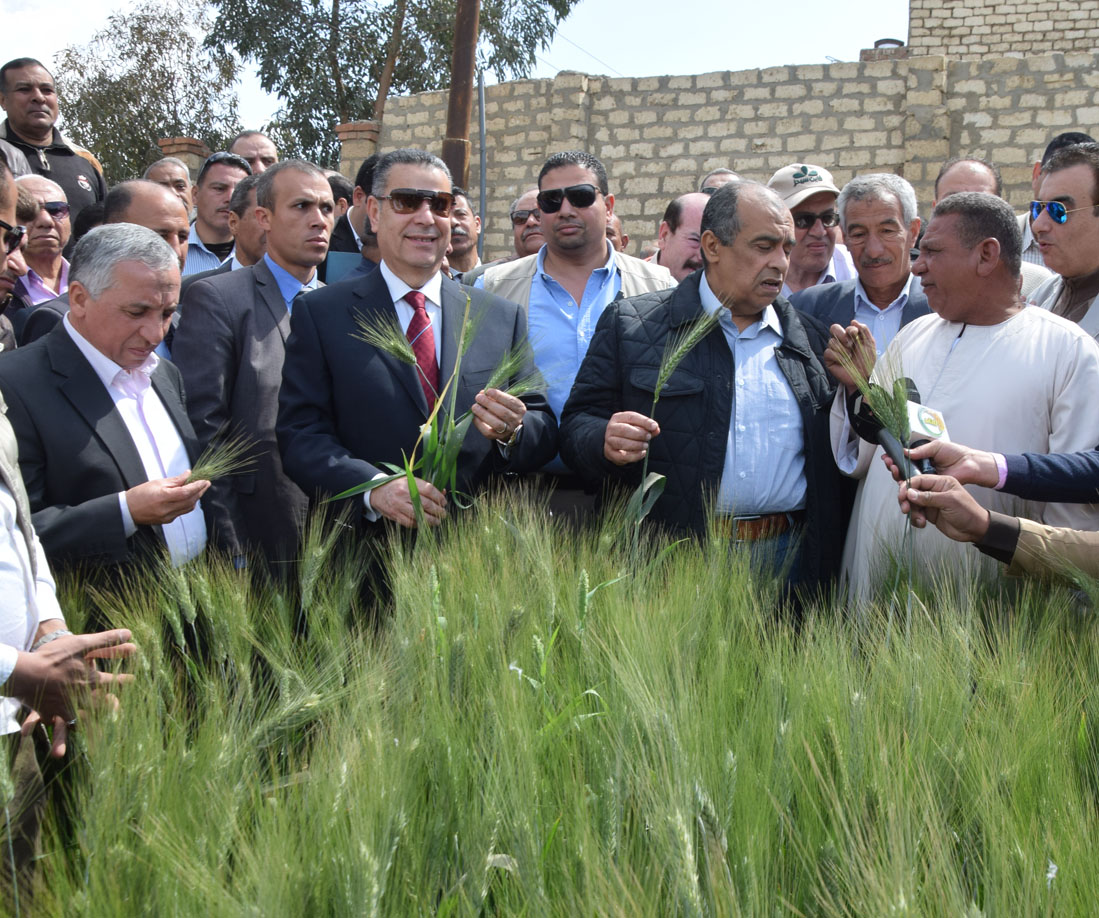 وزير الزراعة ومحافظ بنى سويف أثناء تفقدهم حقول القمح الإرشادية (5)