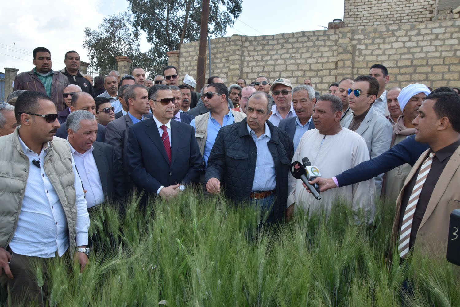 وزير الزراعة ومحافظ بنى سويف أثناء تفقدهم حقول القمح الإرشادية (3)