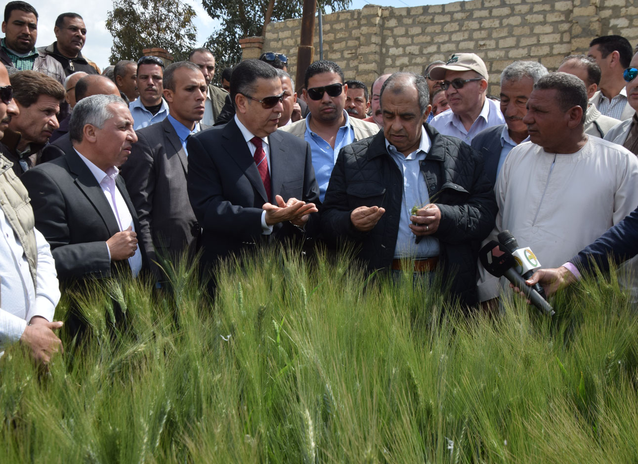 وزير الزراعة ومحافظ بنى سويف أثناء تفقدهم حقول القمح الإرشادية (6)