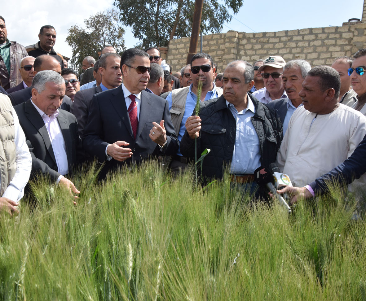 وزير الزراعة ومحافظ بنى سويف أثناء تفقدهم حقول القمح الإرشادية (4)