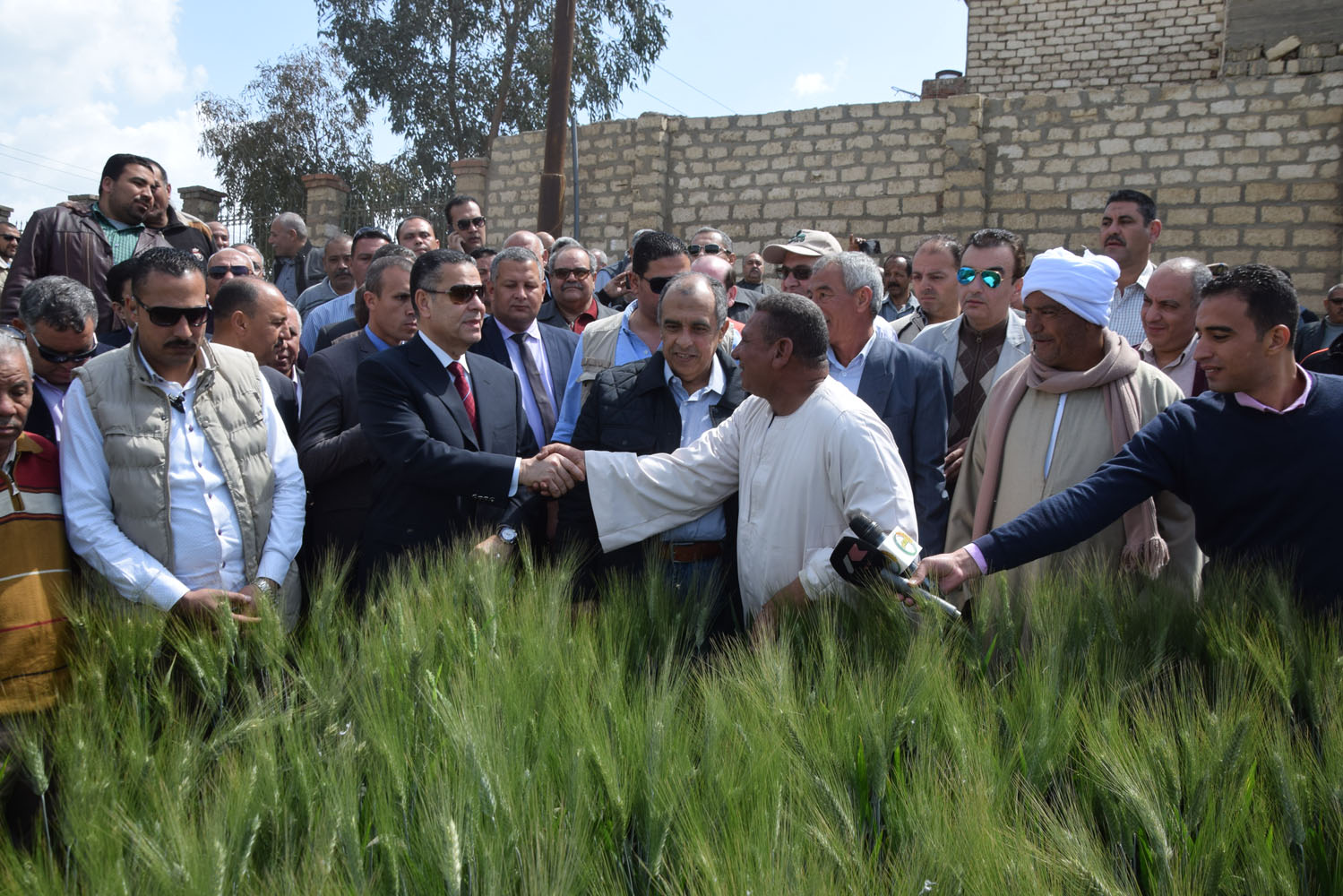 وزير الزراعة ومحافظ بنى سويف أثناء تفقدهم حقول القمح الإرشادية (2)