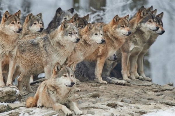 wolves-facts_450_7_1518085026