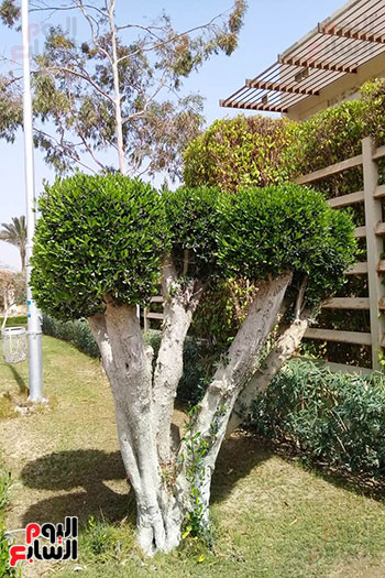 أسعار أشجار ونبات الزينة فى مصر عود صبار الباكى بـ500 ألف جنيه