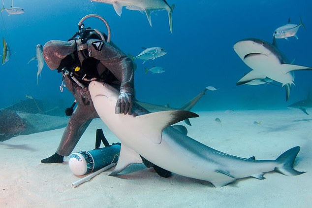 اعرف سر غطاسه إيطالية تجلس أسماك القرش على ركبتيها؟..صور وفيديو  (1)