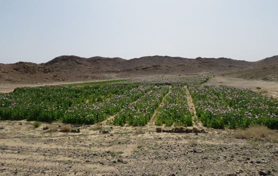 زراعات المخدرات بالصحراء