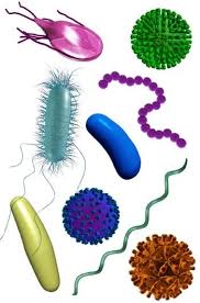 البكتيريا التى تسبب تسمم