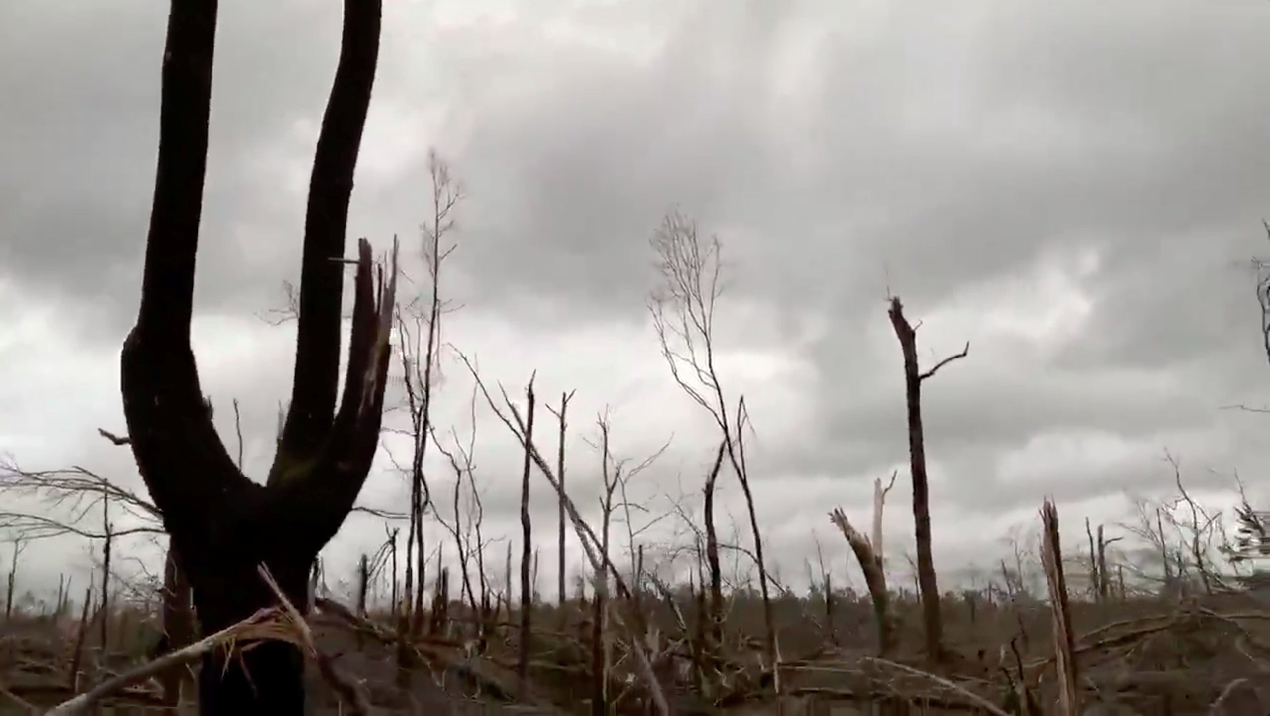الطقس السئ أدى إلى اقتلاع الأشجار فى ألباما