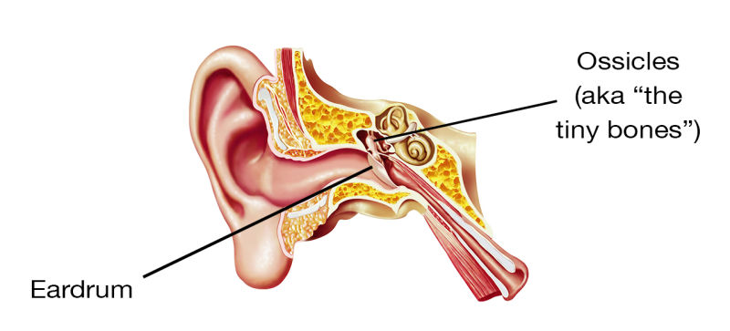 العظام التى تشكل الأذن