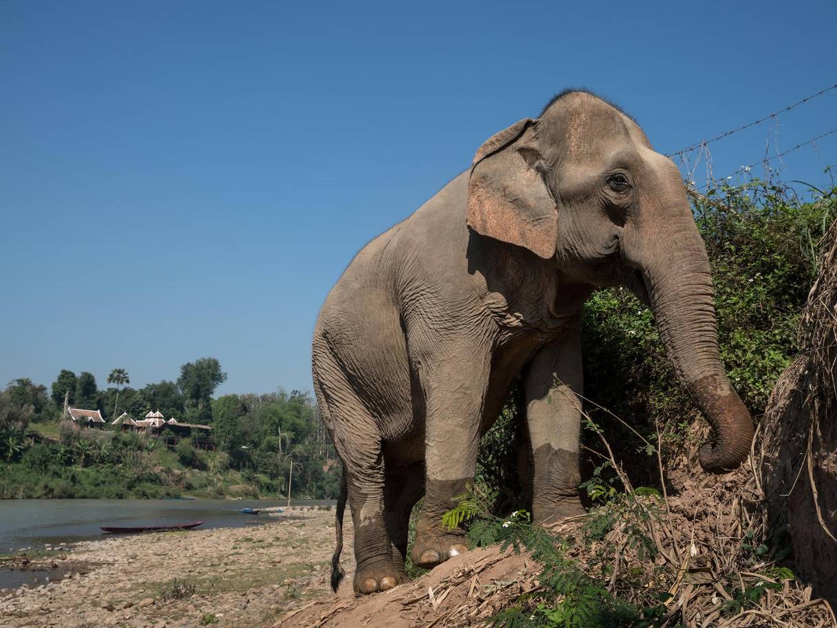 الفيل ظل يعيش وحيدا ومنعزلا حتى وفاته