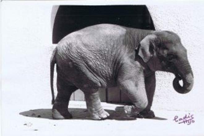 الفيل الأكثر حزنا يعانى من الاكتئاب منذ 43 عاما