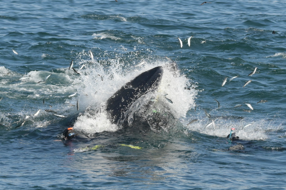 الغواص بين فكى الحوت قبل نجاته من الموت