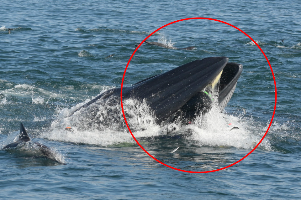 الحوت امسك بالغواص خلال محاولة تصويره