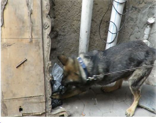 الكلاب البوليسية تشارك بالحملات الأمنية