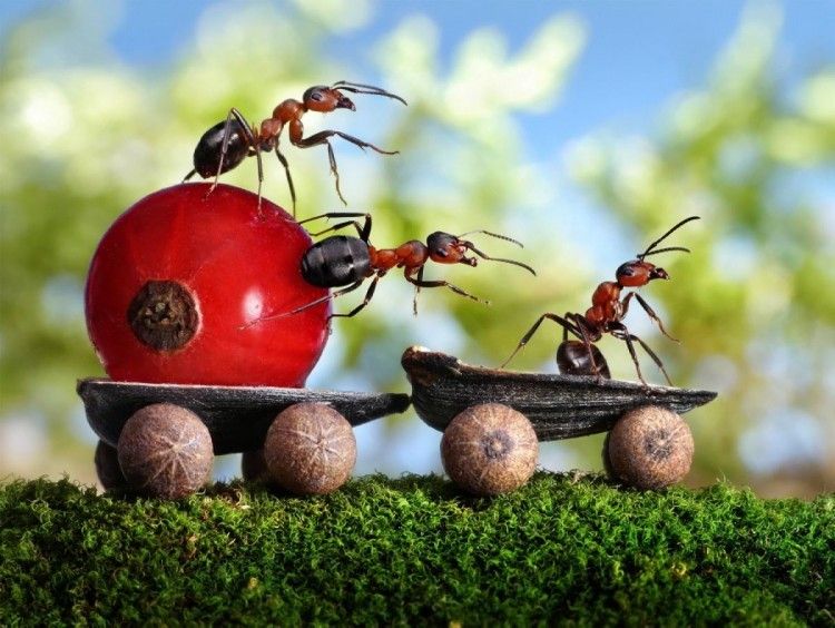 صورة لعالم النمل من تصوير أندريه بافلوف