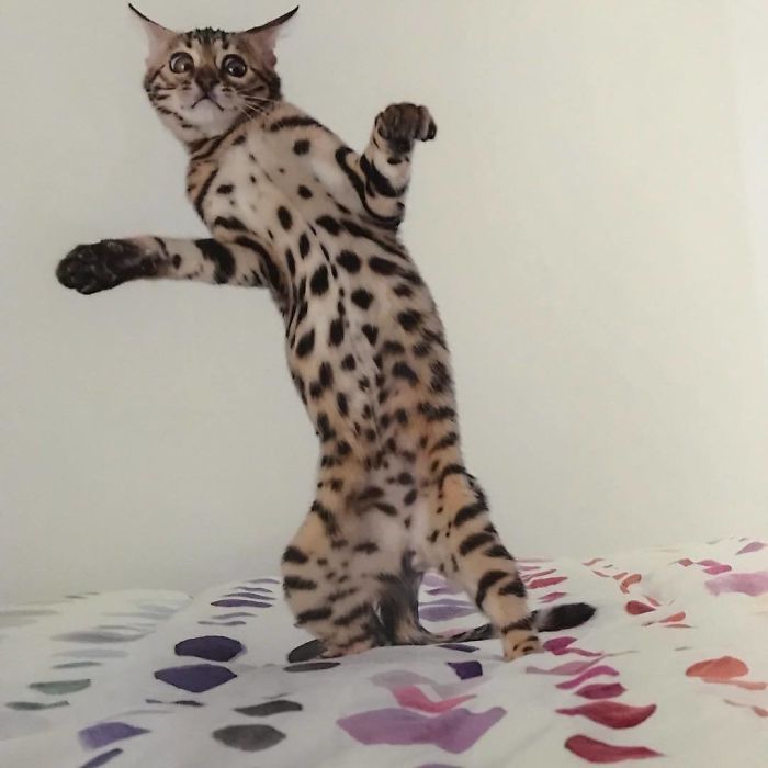 رقص القطط (37)