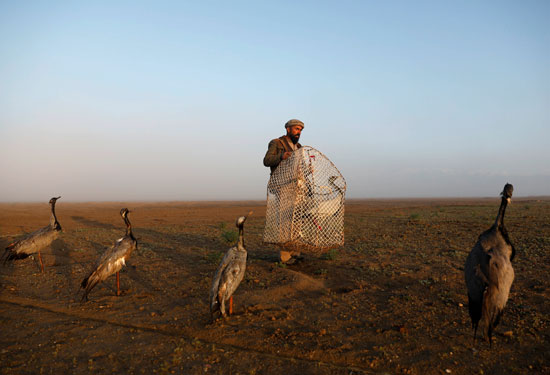 حياة صائد الطيور الأفغانى فى حقل باجرام  (6)