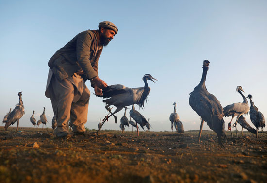 حياة صائد الطيور الأفغانى فى حقل باجرام  (7)