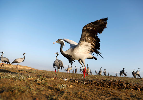حياة صائد الطيور الأفغانى فى حقل باجرام  (4)