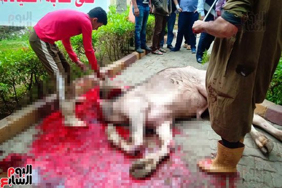 نقابة الصيادلة تذبح عجل احتفالا بحكم رفض وقف الانتخابات (2)