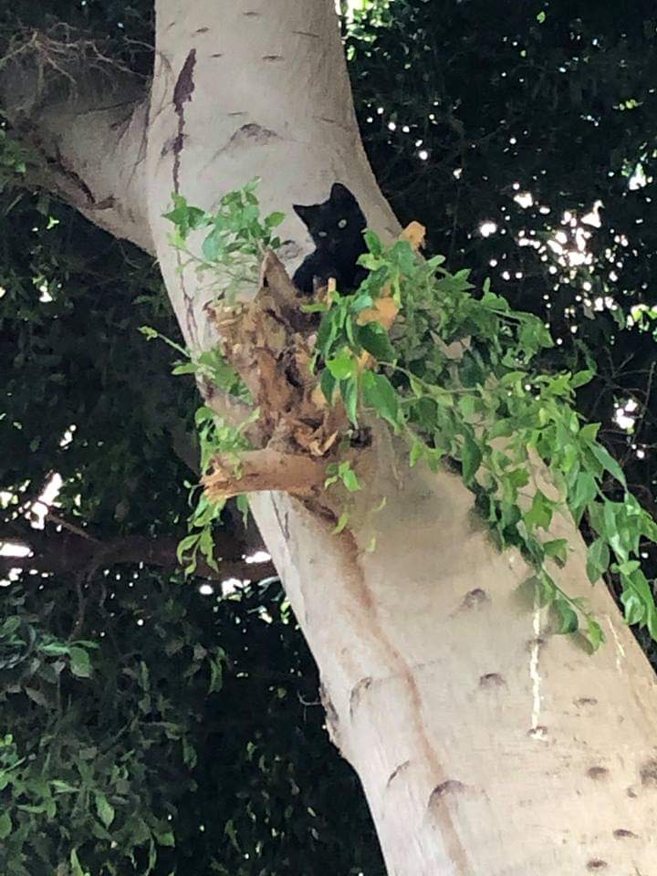 القطة عالقة على الشجرة