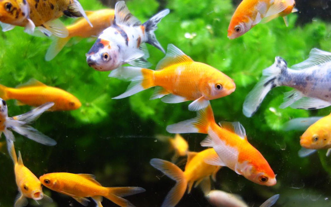 7 نصائح لتربية أسماك الزينة (4)
