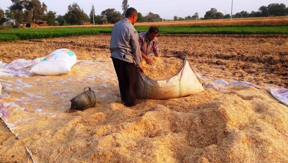 محافظات مصر تنطلق في موسم الخيرات وحصاد 3 ملايين و600 ألف طن قمح (16)