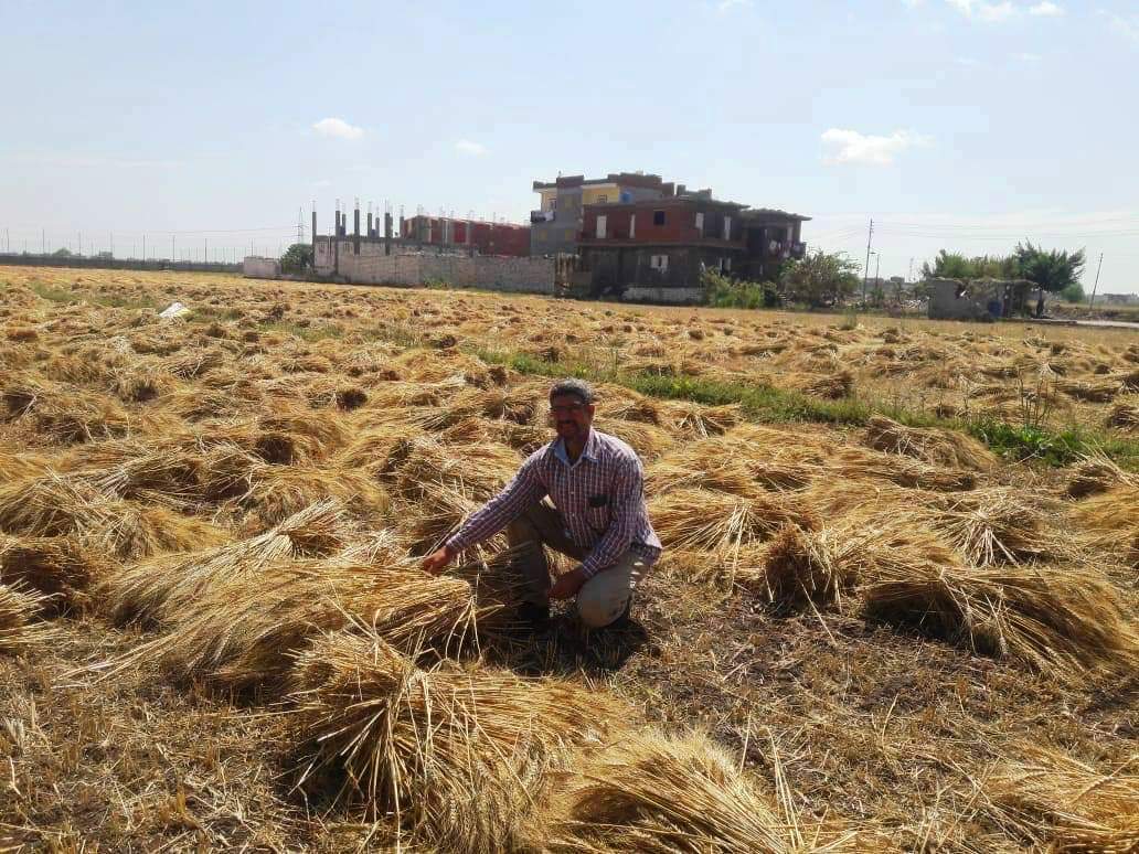 محافظات مصر تنطلق في موسم الخيرات وحصاد 3 ملايين و600 ألف طن قمح (13)
