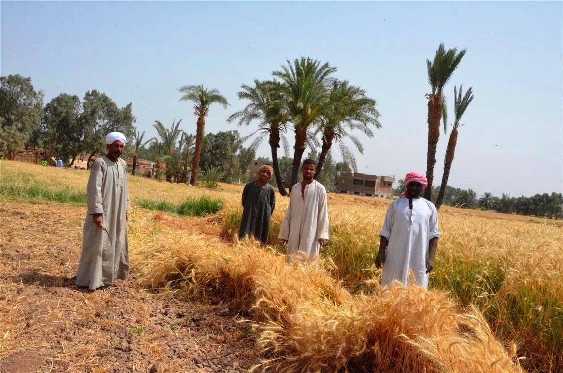 محافظات مصر تنطلق في موسم الخيرات وحصاد 3 ملايين و600 ألف طن قمح (6)