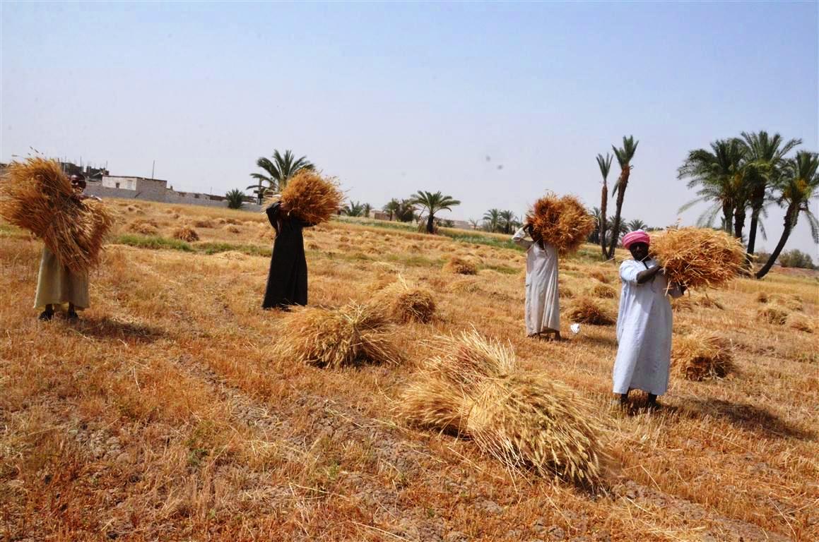 محافظات مصر تنطلق في موسم الخيرات وحصاد 3 ملايين و600 ألف طن قمح (2)