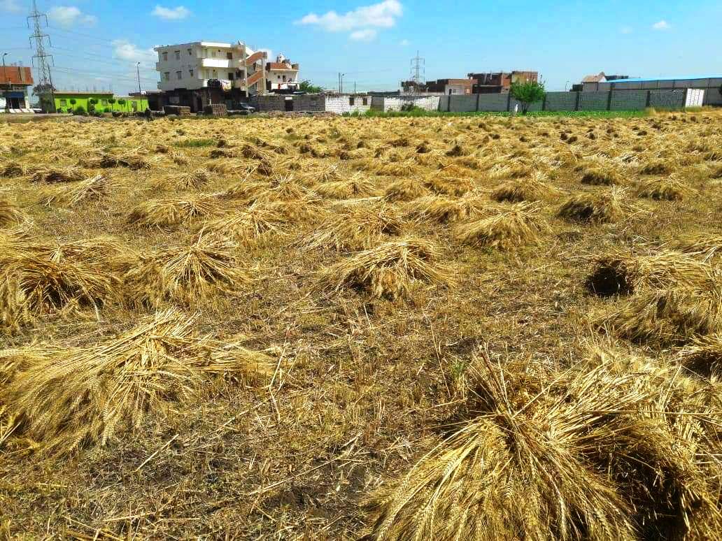 محافظات مصر تنطلق في موسم الخيرات وحصاد 3 ملايين و600 ألف طن قمح (19)
