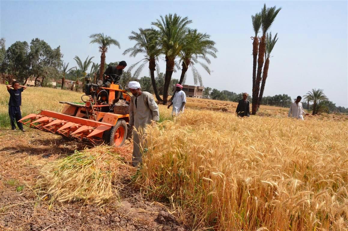 محافظات مصر تنطلق في موسم الخيرات وحصاد 3 ملايين و600 ألف طن قمح (4)