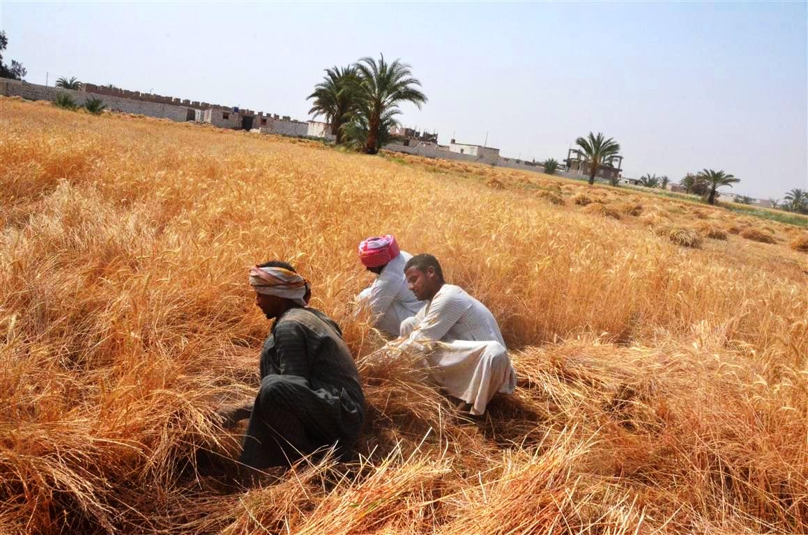 محافظات مصر تنطلق في موسم الخيرات وحصاد 3 ملايين و600 ألف طن قمح (1)
