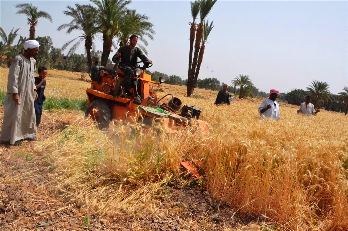 محافظات مصر تنطلق في موسم الخيرات وحصاد 3 ملايين و600 ألف طن قمح (5)