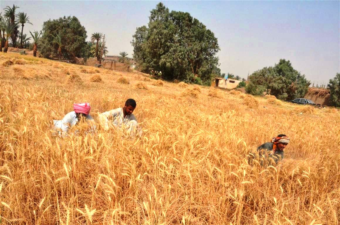 محافظات مصر تنطلق في موسم الخيرات وحصاد 3 ملايين و600 ألف طن قمح (20)